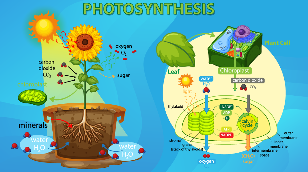 Photosynthesis~`!@#$%^&*()_-+={[}]|\:;"'<,>.?//*-+. 22